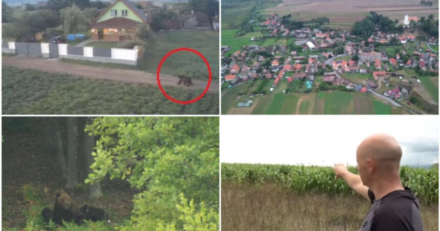video ziua si ro alert ul in harghita din cauza ursilor oamenii au ajuns la capatul rabdarii ca primar n ar trebui sa alerg dupa urs 6a926e1f2fbd1