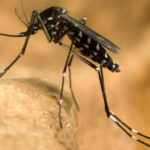 virusul west nile se extinde in europa 12 tari au raportat cazuri romania e pe locul trei dupa numarul zonelor afectate 6a8aee946e077