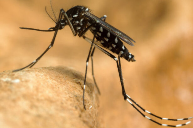 virusul west nile se extinde in europa 12 tari au raportat cazuri romania e pe locul trei dupa numarul zonelor afectate 6a8aee946e077