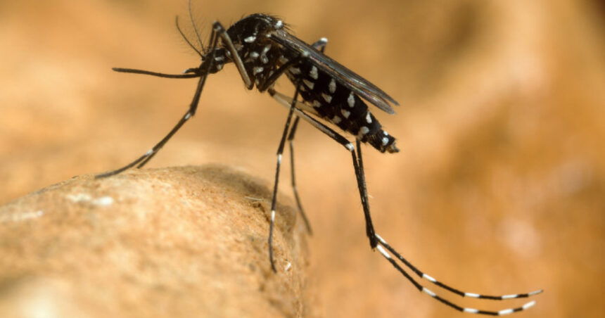 virusul west nile se extinde in europa 12 tari au raportat cazuri romania e pe locul trei dupa numarul zonelor afectate 6a8aee946e077