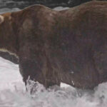 cine a castigat titlul de cel mai gras urs din alaska a strans peste 100 000 de voturi la fat bear week dupa o lupta stransa 6abccbd5f35c2