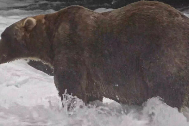 cine a castigat titlul de cel mai gras urs din alaska a strans peste 100 000 de voturi la fat bear week dupa o lupta stransa 6abccbd5f35c2