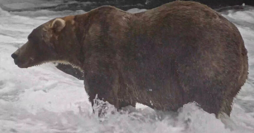 cine a castigat titlul de cel mai gras urs din alaska a strans peste 100 000 de voturi la fat bear week dupa o lupta stransa 6abccbd5f35c2