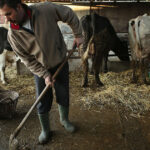 comisia europeana aproba 52 de milioane euro pentru crescatorii de bovine afectati de scumpirea combustibililor 6aa7ec1138082