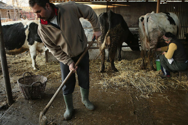 comisia europeana aproba 52 de milioane euro pentru crescatorii de bovine afectati de scumpirea combustibililor 6aa7ec1138082