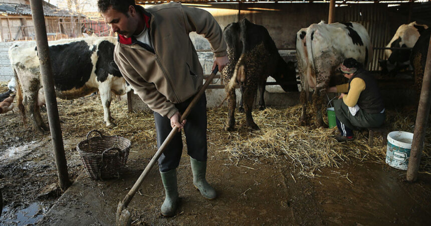 comisia europeana aproba 52 de milioane euro pentru crescatorii de bovine afectati de scumpirea combustibililor 6aa7ec1138082