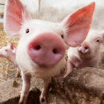 despagubiri pentru porci care nu exista ce nereguli a descoperit curtea de conturi la ansvsa 6aa901cd83349