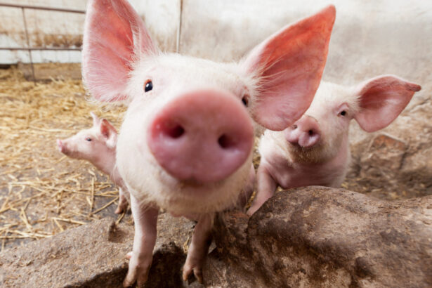 despagubiri pentru porci care nu exista ce nereguli a descoperit curtea de conturi la ansvsa 6aa901cd83349
