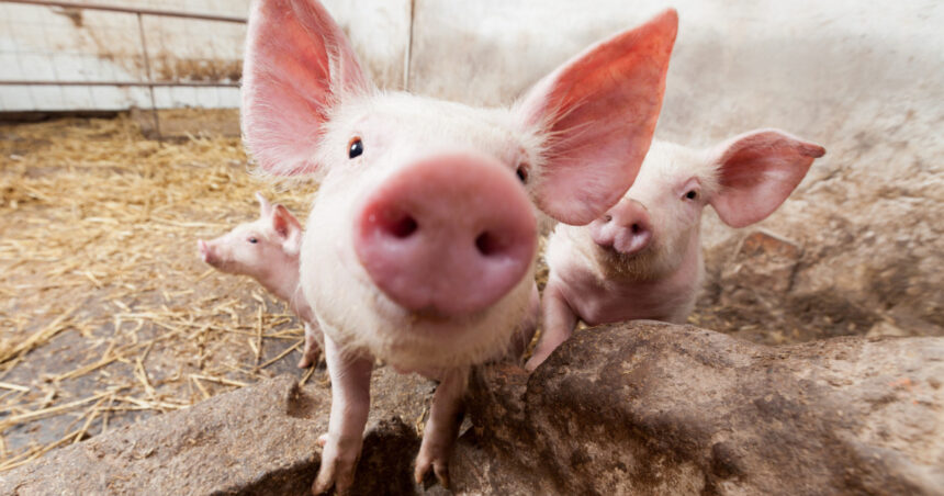 despagubiri pentru porci care nu exista ce nereguli a descoperit curtea de conturi la ansvsa 6aa901cd83349