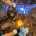 foto doi urangutani mama si pui salvati din fumul incendiilor din borneo cum au fost gasiti 6a99680c6c588