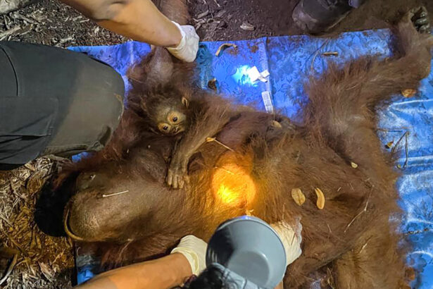 foto doi urangutani mama si pui salvati din fumul incendiilor din borneo cum au fost gasiti 6a99680c6c588