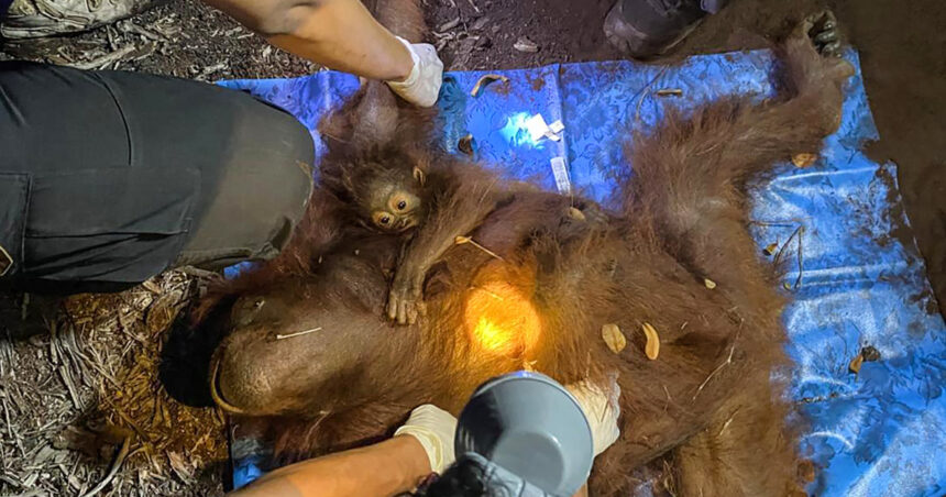foto doi urangutani mama si pui salvati din fumul incendiilor din borneo cum au fost gasiti 6a99680c6c588