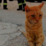 garfield a intrat in echipa pompierilor romani din grecia motanelul nu a mai vrut sa plece dupa ce a primit apa si mancare 6a9c780919887