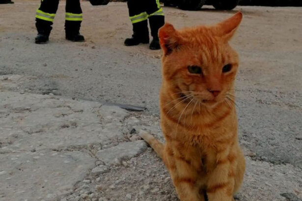 garfield a intrat in echipa pompierilor romani din grecia motanelul nu a mai vrut sa plece dupa ce a primit apa si mancare 6a9c780919887