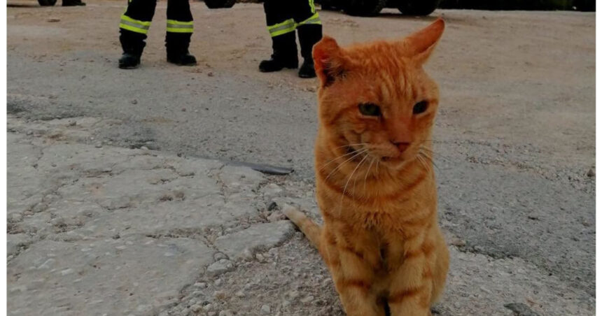garfield a intrat in echipa pompierilor romani din grecia motanelul nu a mai vrut sa plece dupa ce a primit apa si mancare 6a9c780919887