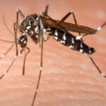 insp 58 de persoane s au infectat cu virusul west nile in acest sezon bilantul deceselor ajunge la 3 6a99b56972141