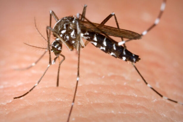 insp 58 de persoane s au infectat cu virusul west nile in acest sezon bilantul deceselor ajunge la 3 6a99b56972141
