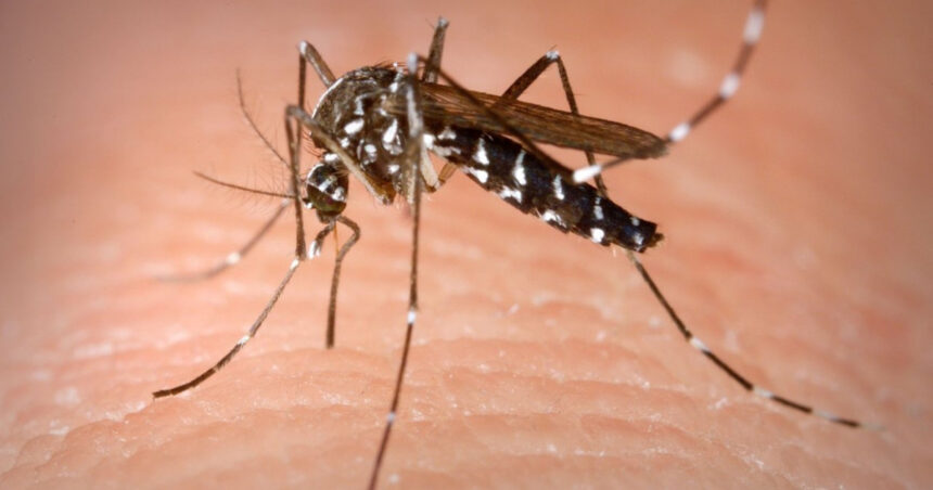 insp 58 de persoane s au infectat cu virusul west nile in acest sezon bilantul deceselor ajunge la 3 6a99b56972141