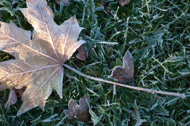 minus 37 grade celsius la miercurea ciuc este a doua oara in aceasta toamna cand se inregistreaza valori negative in harghita 6abcc852c6aee