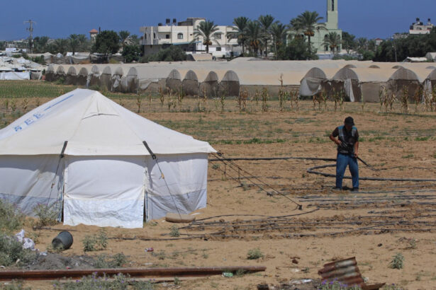 o recolta de speranta o familie reconstruieste intr un cort singura banca de seminte din gaza 6a9bc8443bb2b