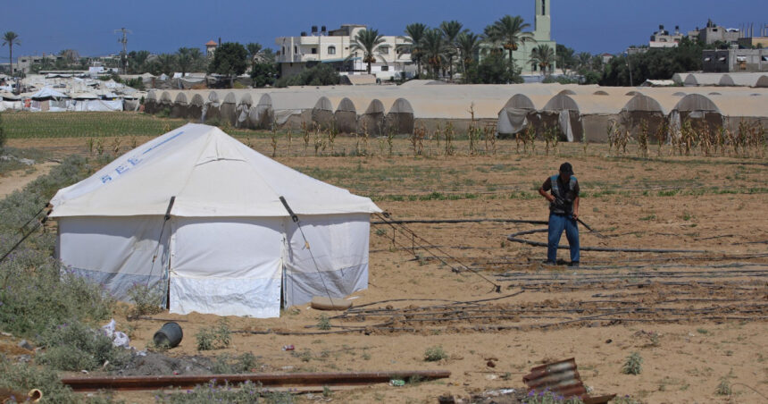 o recolta de speranta o familie reconstruieste intr un cort singura banca de seminte din gaza 6a9bc8443bb2b