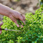 planta aromatica pe care multi o folosesc fara sa i cunoasca proprietatile ce beneficii are si cum se consuma corect 6ab746051f3f0