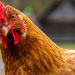 politia si anaf se lupta in instanta pentru 437 de pui confiscati de la un roman in 2020 decizia magistratilor 6aa7be5c96f44