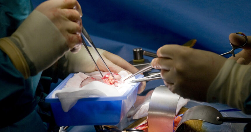record medical un rinichi de porc transplantat a functionat in corpul unui pacient din sua timp de 271 de zile 6a9a9d758a41a