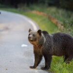 un barbat din harghita a fost atacat de urs dupa ce masina in care era a lovit animalul a ajuns de urgenta la spital 6a9944e92e196