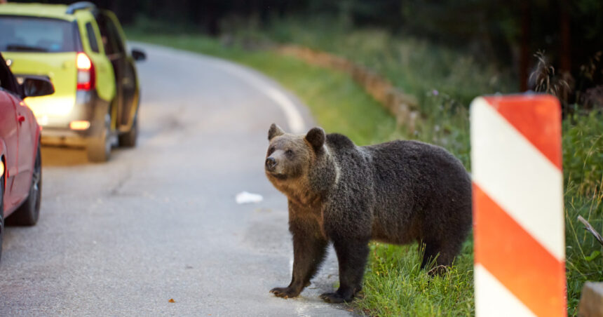 un barbat din harghita a fost atacat de urs dupa ce masina in care era a lovit animalul a ajuns de urgenta la spital 6a9944e92e196