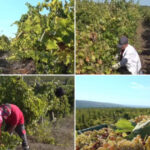 video criza in podgoriile romanesti recolta bogata de struguri anul acesta culegatori putini nu vor sa mai munceasca 6ab20433e801b