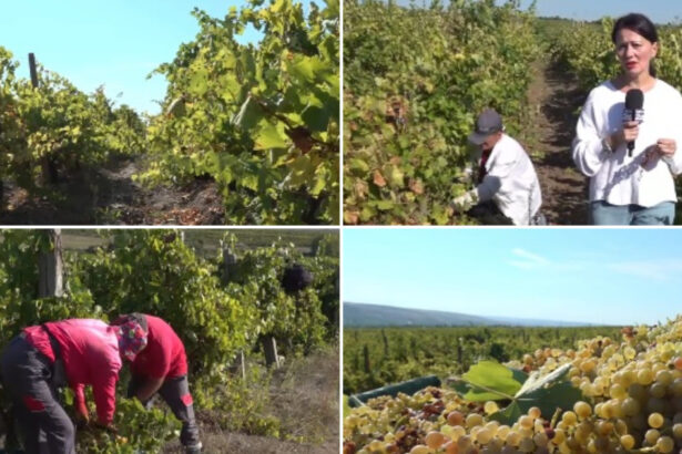 video criza in podgoriile romanesti recolta bogata de struguri anul acesta culegatori putini nu vor sa mai munceasca 6ab20433e801b