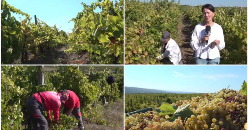 video criza in podgoriile romanesti recolta bogata de struguri anul acesta culegatori putini nu vor sa mai munceasca 6ab20433e801b
