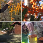 video din plantatie in pahar cum a ajuns catina aurul portocaliu al romanilor in sezonul rece medic e o planta minune 6aae0c0aa14bf