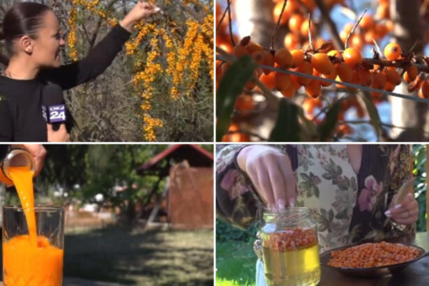 video din plantatie in pahar cum a ajuns catina aurul portocaliu al romanilor in sezonul rece medic e o planta minune 6aae0c0aa14bf
