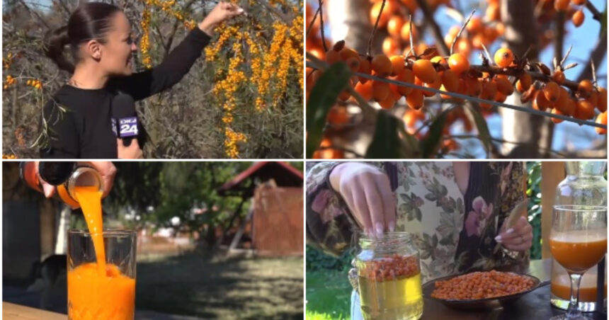 video din plantatie in pahar cum a ajuns catina aurul portocaliu al romanilor in sezonul rece medic e o planta minune 6aae0c0aa14bf