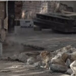 video haos in scolile aflate inca in santier mii de elevi invata online hibrid sau in alte cladiri din orase o super zapaceala 6aafdc1b8253b