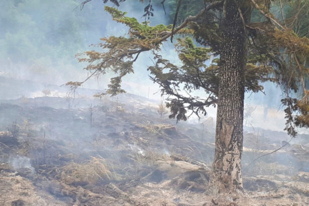 video igsu peste 10 000 de incendii de vegetatie in primele opt luni numarul interventiilor in scadere 6aaa81009da73