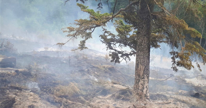 video igsu peste 10 000 de incendii de vegetatie in primele opt luni numarul interventiilor in scadere 6aaa81009da73