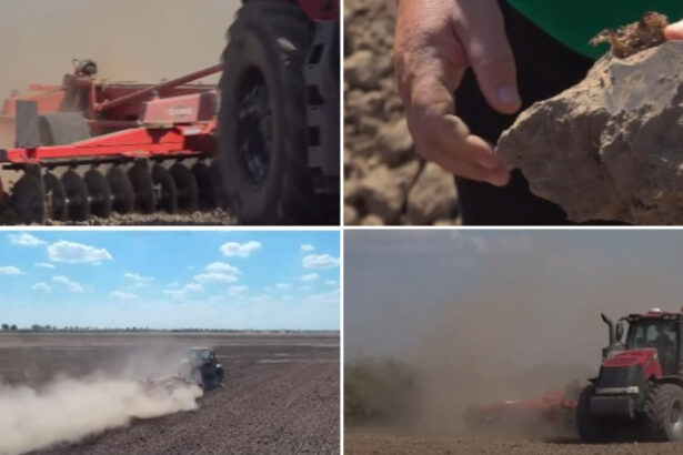 video nori de praf si disperare cum afecteaza lipsa ploilor culturile din vestul tarii fermier in 40 de ani asa ceva nu am mai intalnit 6ab0af0ab31f8