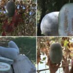 video pepenele de iarna gigantul din serele din buzau fructul urias cu gust dulce acrisor si invelis de ceara rezista pana la sase luni 6aaf5d8b2bf7c