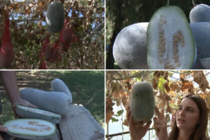 video pepenele de iarna gigantul din serele din buzau fructul urias cu gust dulce acrisor si invelis de ceara rezista pana la sase luni 6aaf5d8b2bf7c
