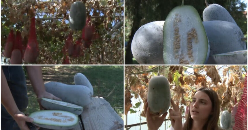 video pepenele de iarna gigantul din serele din buzau fructul urias cu gust dulce acrisor si invelis de ceara rezista pana la sase luni 6aaf5d8b2bf7c
