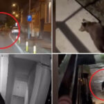 video ursii o amenintare constanta pentru oamenii din localitatile de munte cate animale au fost eutanasiate sau impuscate in brasov 6abb4caa1bd80