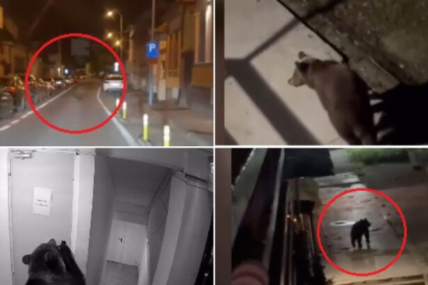 video ursii o amenintare constanta pentru oamenii din localitatile de munte cate animale au fost eutanasiate sau impuscate in brasov 6abb4caa1bd80