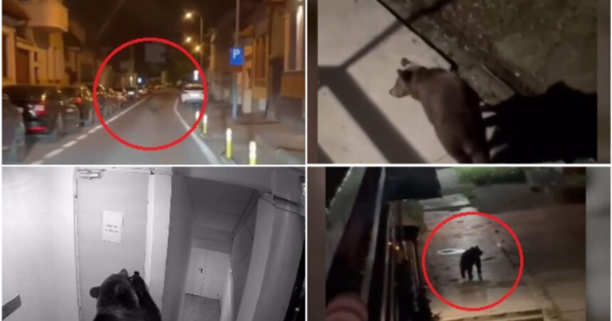 video ursii o amenintare constanta pentru oamenii din localitatile de munte cate animale au fost eutanasiate sau impuscate in brasov 6abb4caa1bd80