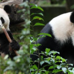 videofoto diplomatia panda dintre china si sua ping ping si fu shuang au plecat spre america 6ab8e1e22c4a6