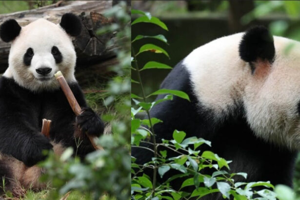 videofoto diplomatia panda dintre china si sua ping ping si fu shuang au plecat spre america 6ab8e1e22c4a6