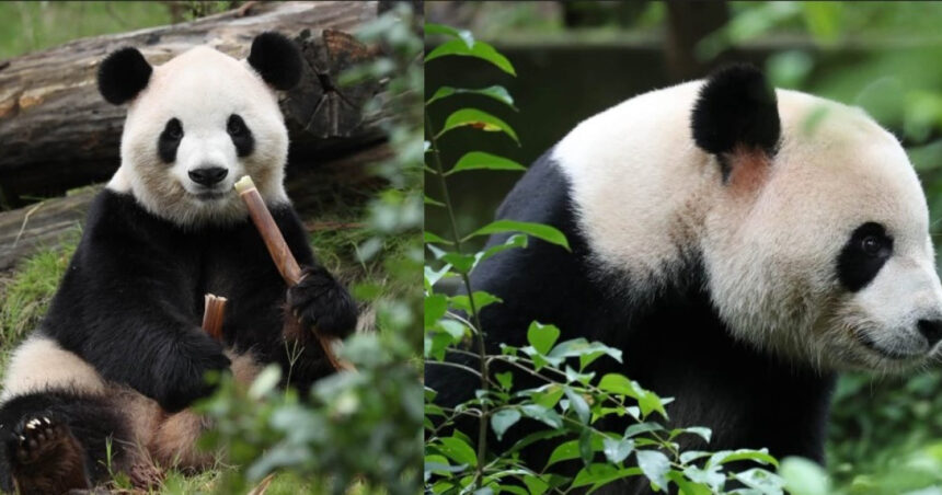 videofoto diplomatia panda dintre china si sua ping ping si fu shuang au plecat spre america 6ab8e1e22c4a6