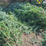 foto cultura de canabis in covasna 60 de plante confiscate un barbat de 62 de ani a fost retinut de diicot 6abfa00896b4c